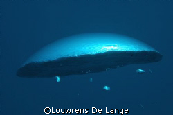 Playing around on safety stop by Louwrens De Lange 